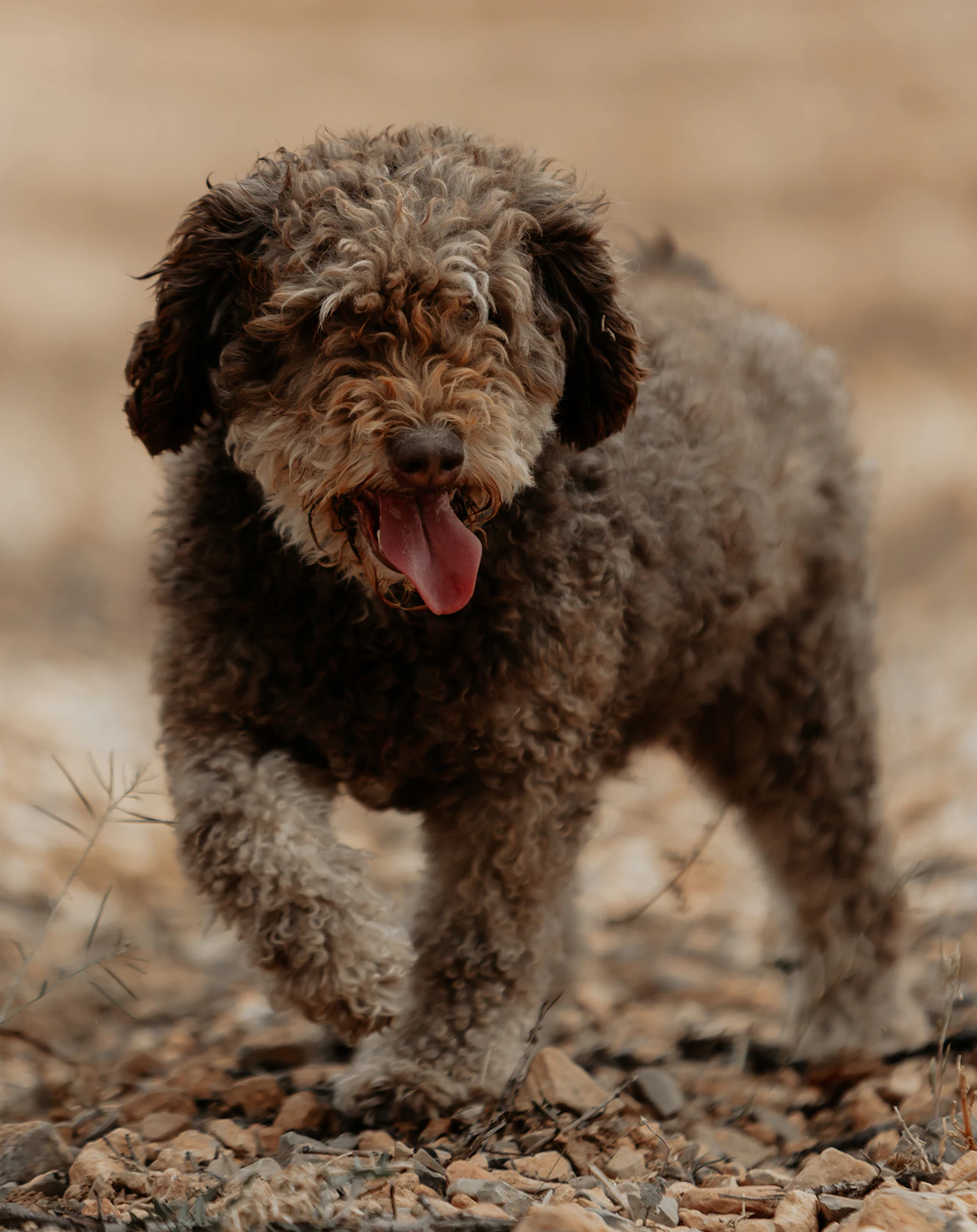 Un perro trufero de pelo rizado caminando por el campo