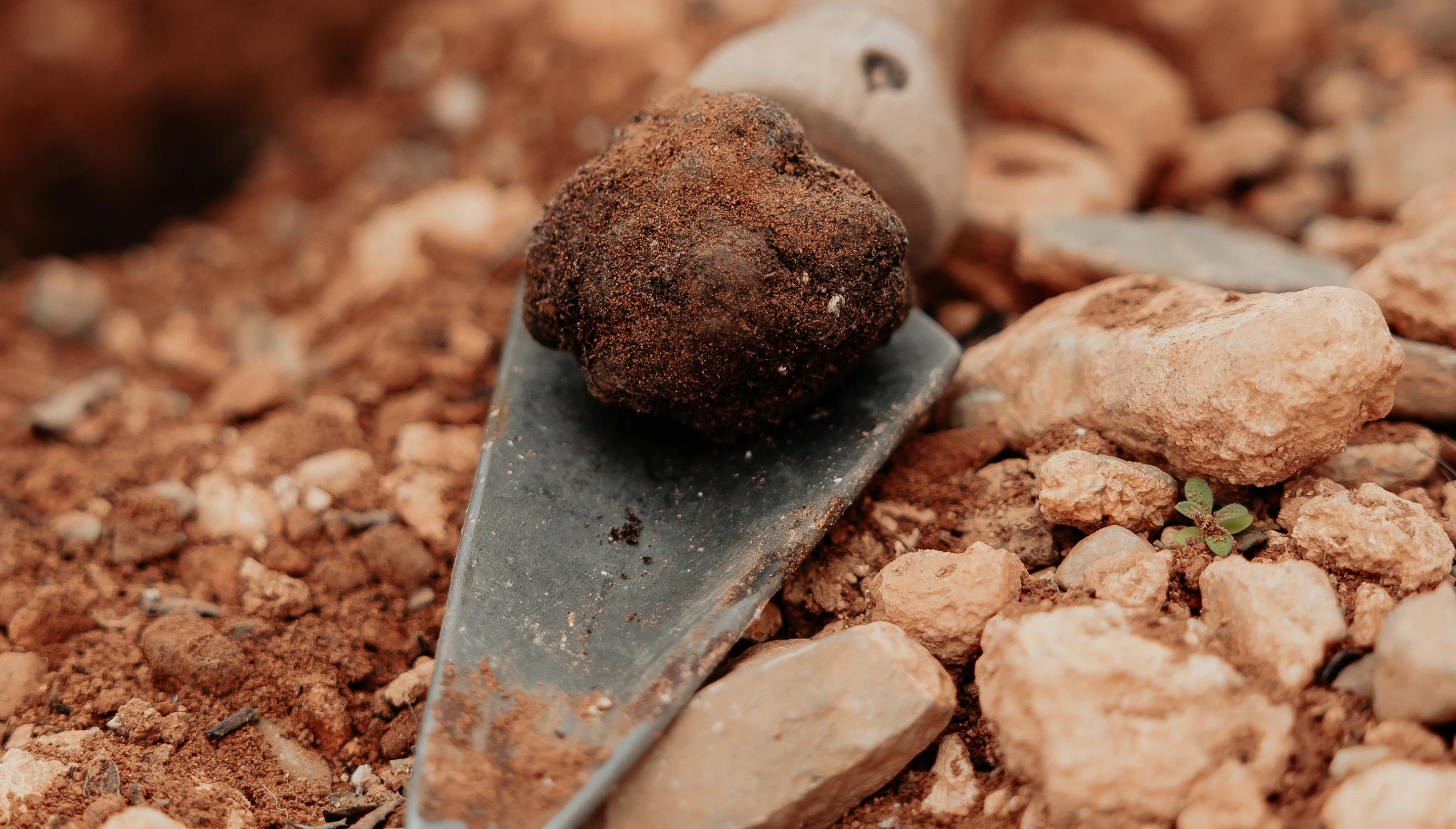 A truffle fresh out of the ground, on a trowel